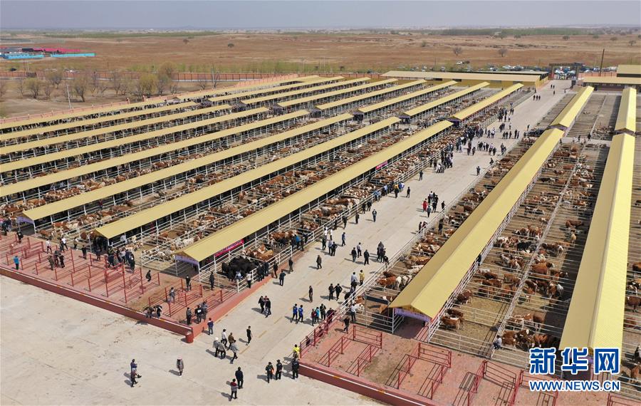 (決戰(zhàn)決勝脫貧攻堅(jiān)·圖文互動)(3)內(nèi)蒙古科右中旗:把準(zhǔn)發(fā)展方向 “楓馬牛”可相及