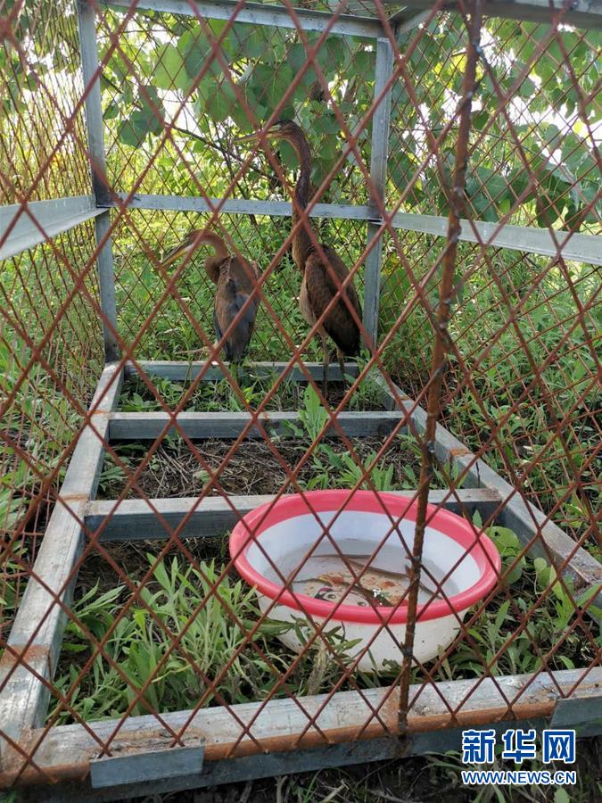 (防汛抗洪·圖文互動(dòng))(3)洞庭湖洪水中的野生動(dòng)物“生死營(yíng)救”