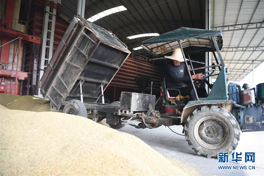 （防汛抗洪&middot;圖文互動(dòng)）（2）洞庭湖畔打響糧食保衛(wèi)戰(zhàn)