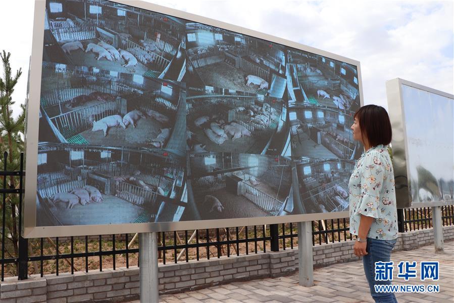 （鄉(xiāng)村振興&middot;圖文互動(dòng)）（3）內(nèi)蒙古伊金霍洛旗：自家生豬基地養(yǎng) 環(huán)境好來(lái)收入旺