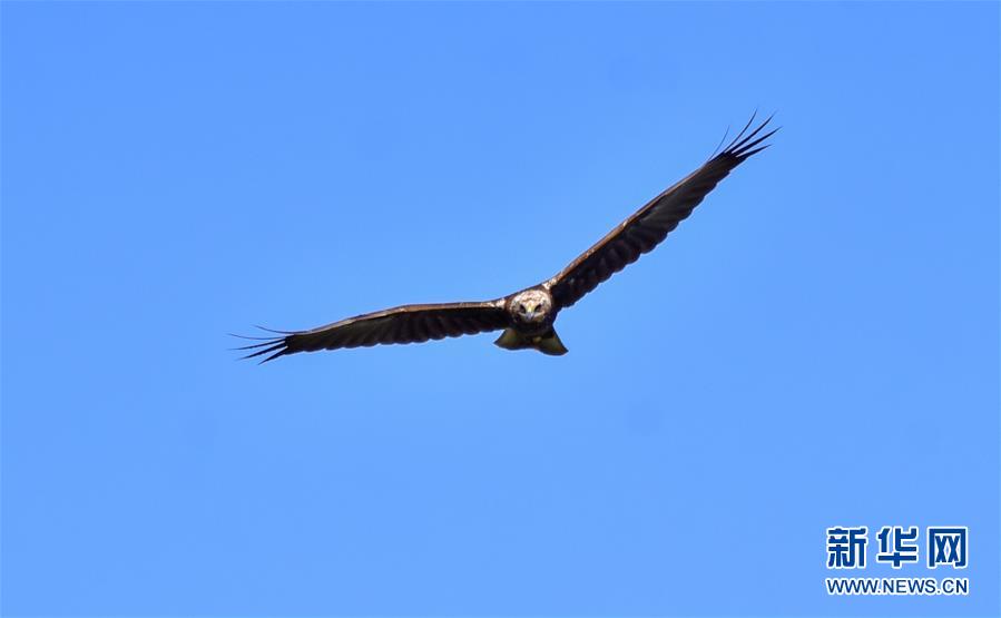 （新華網(wǎng)&middot;圖文互動(dòng)）（2）云南保山首次記錄到國(guó)家重點(diǎn)保護(hù)野生動(dòng)物白頭鷂