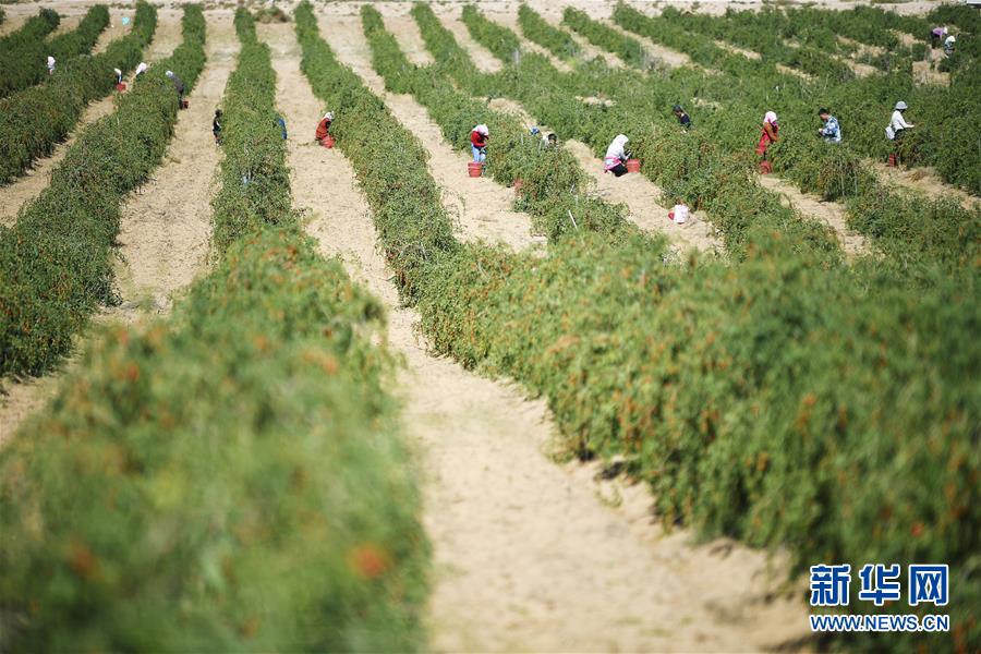 (新華全媒頭條·走向我們的小康生活·圖文互動(dòng))(7)23萬(wàn)人的命運(yùn)轉(zhuǎn)折——我國(guó)最大易地生態(tài)移民安置區(qū)的脫貧密碼