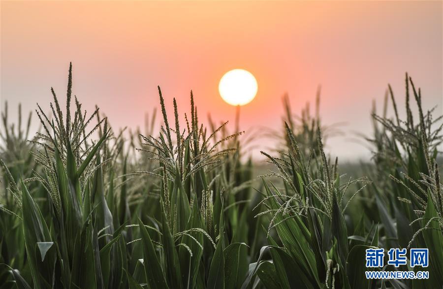 (在習近平新時代中國特色社會主義思想指引下——新時代新作為新篇章·習近平總書記關(guān)切事·圖文互動)(7)讓百姓吃得飽還要吃得好——夯實糧食安全基礎端牢中國飯碗