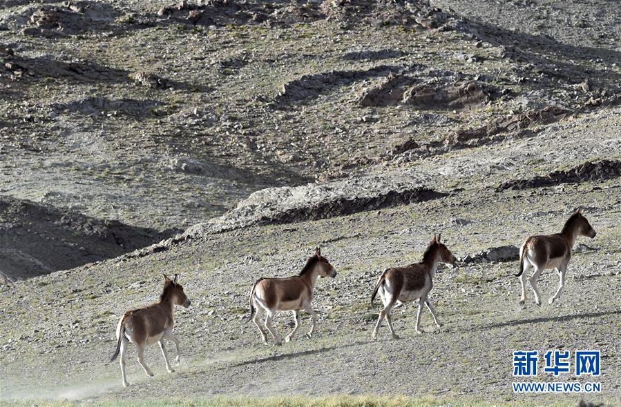 （在習(xí)近平新時(shí)代中國特色社會(huì)主義思想指引下&mdash;&mdash;新時(shí)代新作為新篇章&middot;習(xí)近平總書記關(guān)切事&middot;圖文互動(dòng)）（1）綠色映底蘊(yùn)，山水見初心&mdash;&mdash;生態(tài)優(yōu)先、綠色發(fā)展持續(xù)造福群眾美好生活