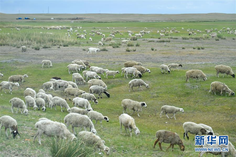 （走向我們的小康生活&middot;圖文互動(dòng)）（1）草原有了網(wǎng)，手機(jī)能放羊&mdash;&mdash;看呼倫貝爾大草原牧民生活變了樣 