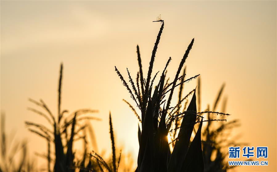 （在習(xí)近平新時代中國特色社會主義思想指引下&mdash;&mdash;新時代新作為新篇章&middot;習(xí)近平總書記關(guān)切事&middot;圖文互動）（1）為黑土加&ldquo;油&rdquo;&mdash;&mdash;&ldquo;耕地中的大熊貓&rdquo;，我們這樣保護(hù)
