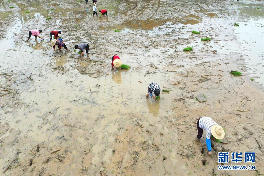 #(經(jīng)濟)(4)湖南:搶插水稻 生產(chǎn)自救