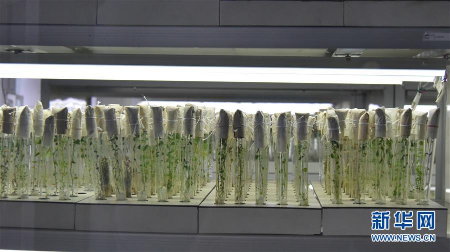 （決戰(zhàn)決勝脫貧攻堅&middot;圖文互動）（1）&ldquo;小土豆&rdquo; 漸成增收大產業(yè)