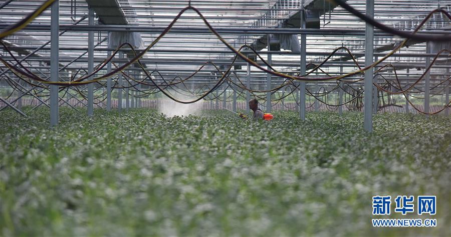 （決戰(zhàn)決勝脫貧攻堅&middot;圖文互動）（3）&ldquo;小土豆&rdquo; 漸成增收大產業(yè)