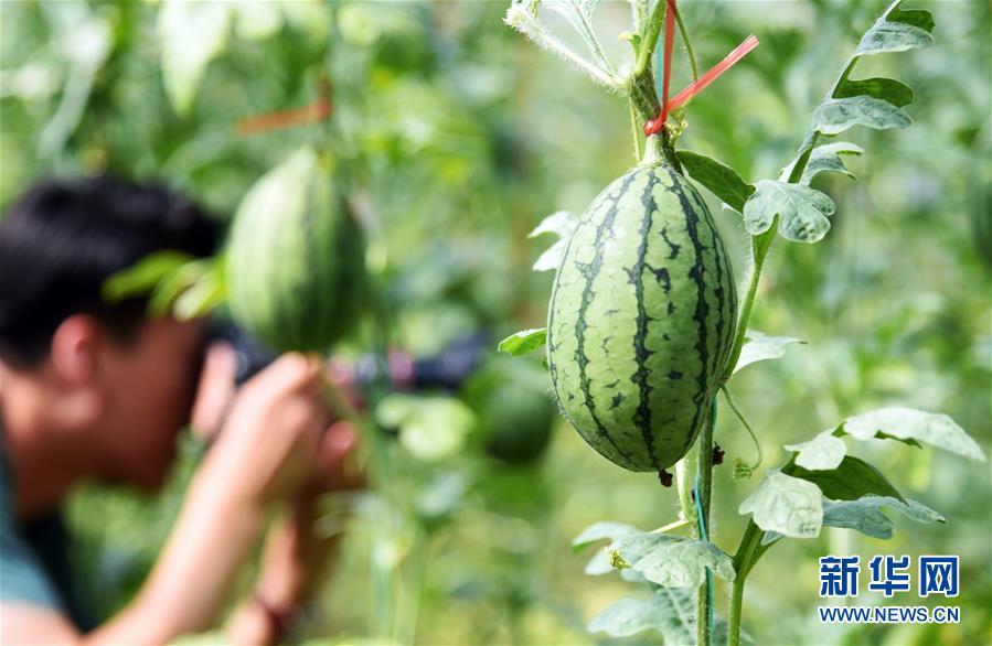 （新華全媒頭條&middot;走向我們的小康生活&middot;圖文互動）（10）幸福小康入畫來&mdash;&mdash;齊魯大地描繪小康新畫卷