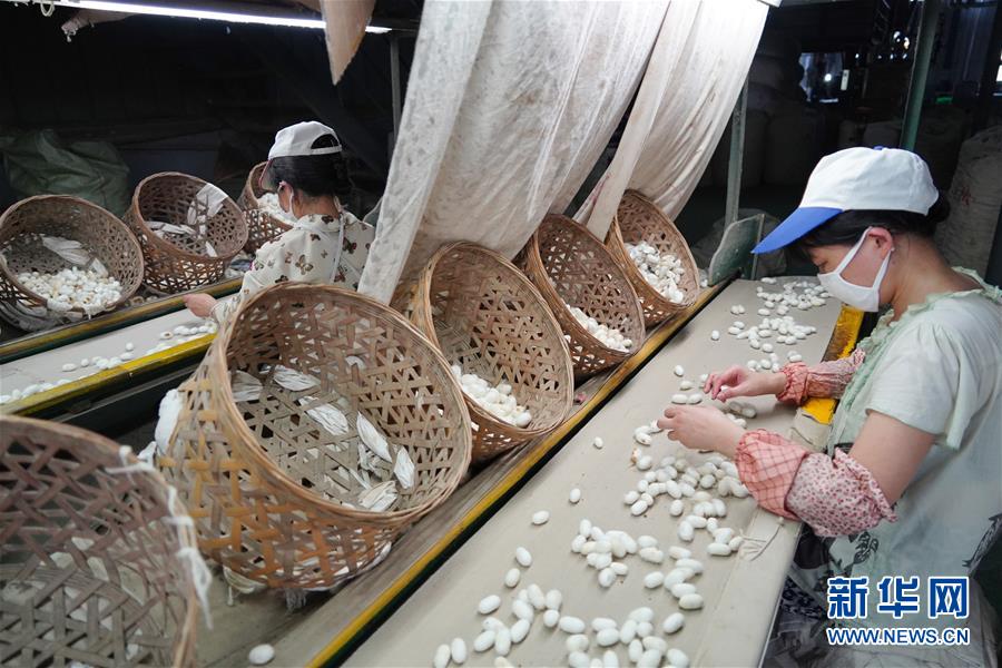 （走向我們的小康生活&middot;圖文互動(dòng)）（1）綠了青山，紅了日子&mdash;&mdash;秦巴山區(qū)群眾繪出小康&ldquo;調(diào)色板&rdquo;