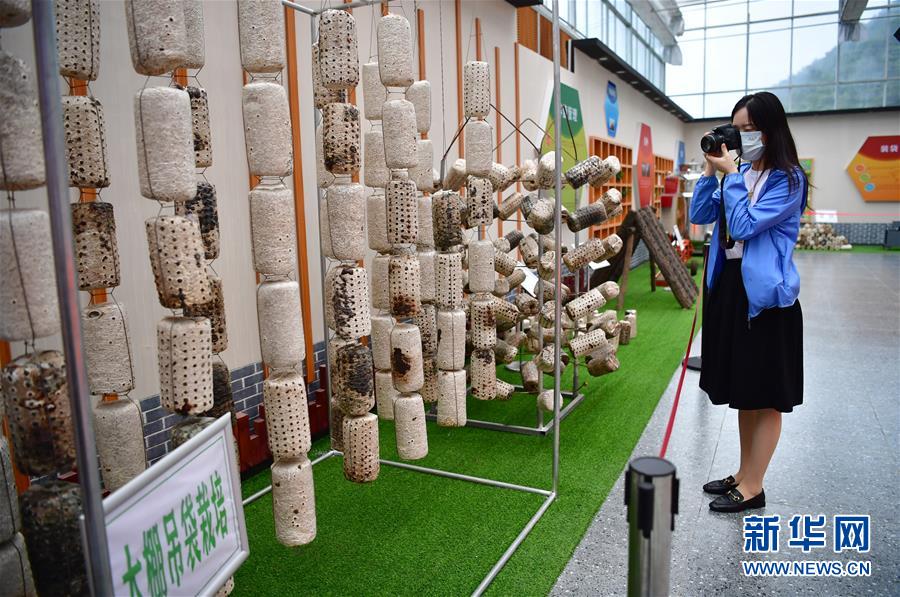 （走向我們的小康生活&middot;圖文互動(dòng)）（6）綠了青山，紅了日子&mdash;&mdash;秦巴山區(qū)群眾繪出小康&ldquo;調(diào)色板&rdquo;