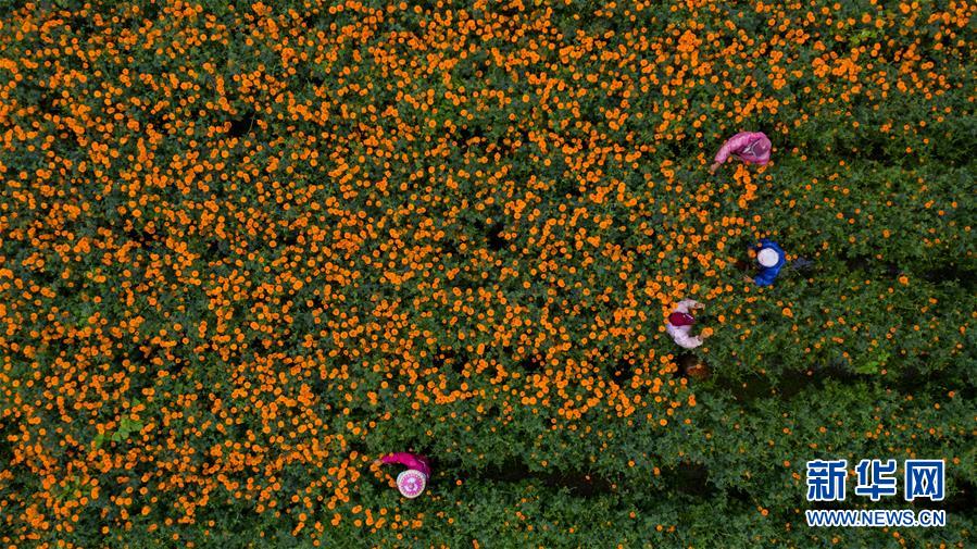 （圖文互動(dòng)）（2）幸?；ㄩ_&mdash;&mdash;高黎貢山下&ldquo;萬畝花海&rdquo;帶富美麗鄉(xiāng)村