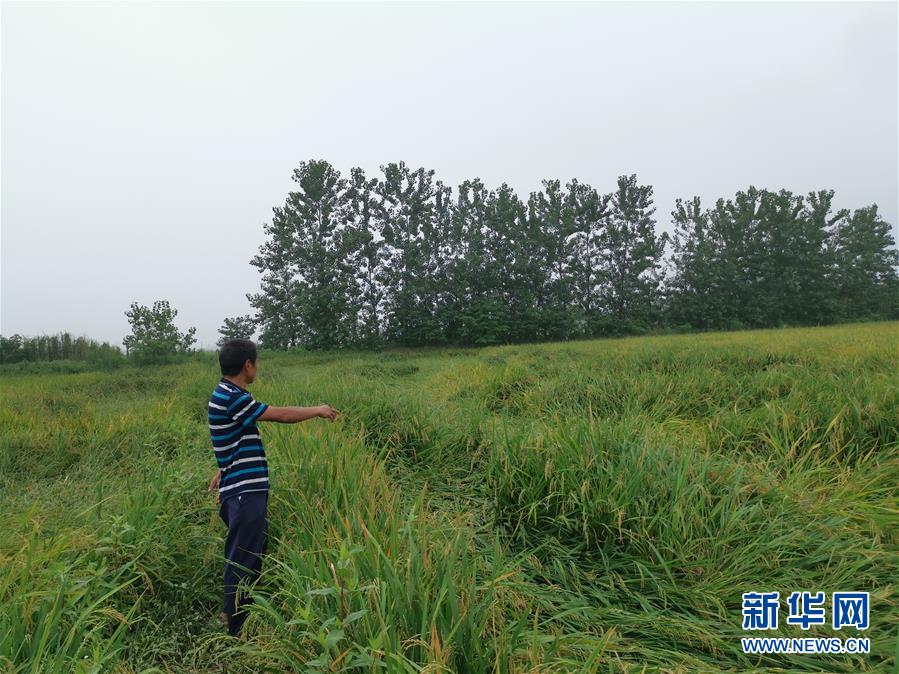 （新華視點(diǎn)&middot;聚焦餐桌外的浪費(fèi)&middot;圖文互動(dòng)）（2）顆粒歸倉(cāng)為何難實(shí)現(xiàn)？我國(guó)糧食收割環(huán)節(jié)損失驚人