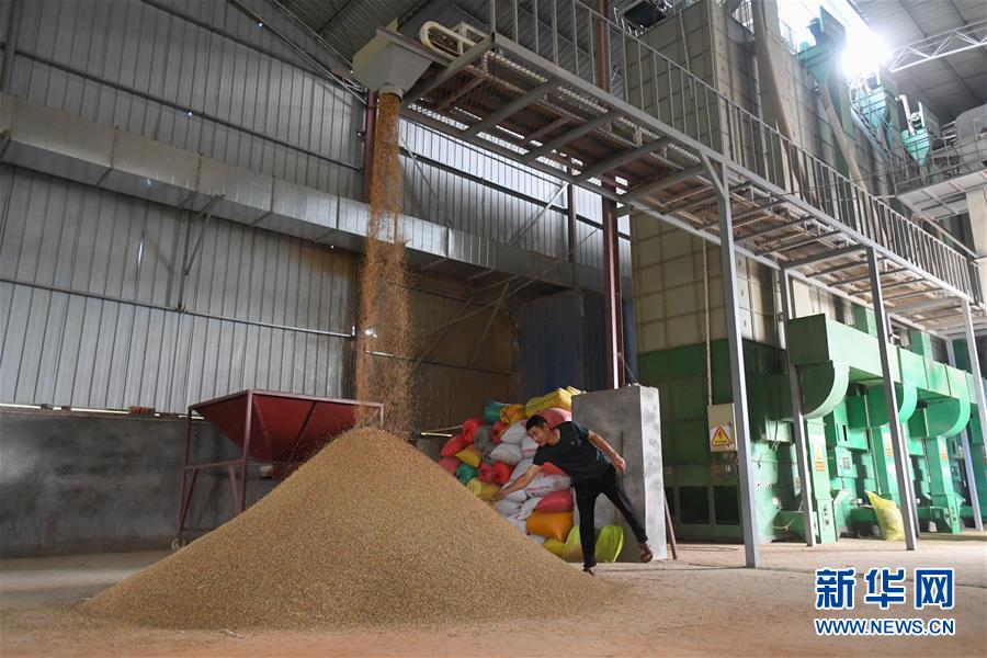 （新華視點(diǎn)&middot;聚焦餐桌外的浪費(fèi)&middot;圖文互動(dòng)）（1）農(nóng)戶(hù)儲(chǔ)糧損失達(dá)8%！設(shè)施普遍簡(jiǎn)陋，蟲(chóng)害霉變堪憂