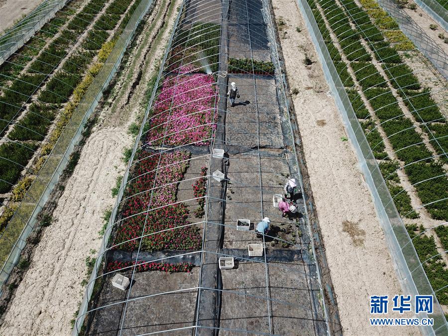 （新華全媒頭條&middot;走向我們的小康生活&middot;圖文互動(dòng)）（1）&ldquo;苦甲&rdquo;不再，&ldquo;甘味&rdquo;綿長(zhǎng)&mdash;&mdash;脫貧攻堅(jiān)的甘肅味道