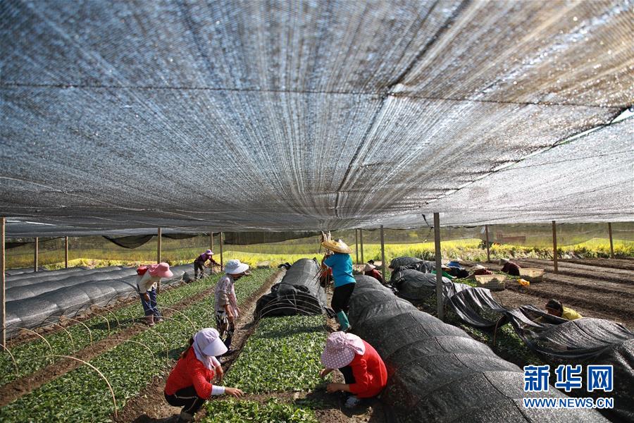 （新華全媒頭條&middot;決戰(zhàn)決勝脫貧攻堅(jiān)&middot;督戰(zhàn)未摘帽貧困縣&middot;圖文互動(dòng)）（7）不獲全勝，決不收兵&mdash;&mdash;全國52個(gè)掛牌督戰(zhàn)貧困縣脫貧攻堅(jiān)紀(jì)實(shí)