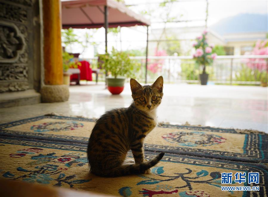 （走向我們的小康生活&middot;決戰(zhàn)決勝脫貧攻堅(jiān)&middot;圖文互動(dòng)）（3）甘青交界處的跨越&mdash;&mdash;保安族、撒拉族的脫貧故事