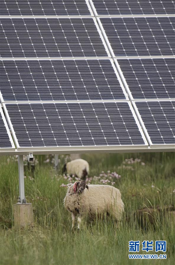 (新華全媒頭條·走向我們的小康生活·決戰(zhàn)決勝脫貧攻堅(jiān)·圖文互動(dòng))(5)高原上綻放的光芒——來(lái)自青海攻克深度貧困堡壘的故事