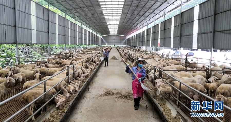 （決戰(zhàn)決勝脫貧攻堅(jiān)&middot;圖文互動(dòng)）（5）同飲一江水 攜手&ldquo;斬窮根&rdquo;&mdash;&mdash;深圳對(duì)口廣西河池、百色扶貧協(xié)作見聞