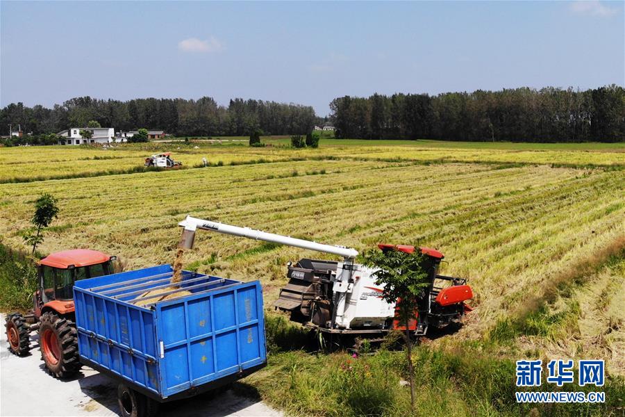 （新華全媒頭條&middot;圖文互動）（9）天道酬勤的大地贊歌&mdash;&mdash;寫在第三個中國農(nóng)民豐收節(jié)之際