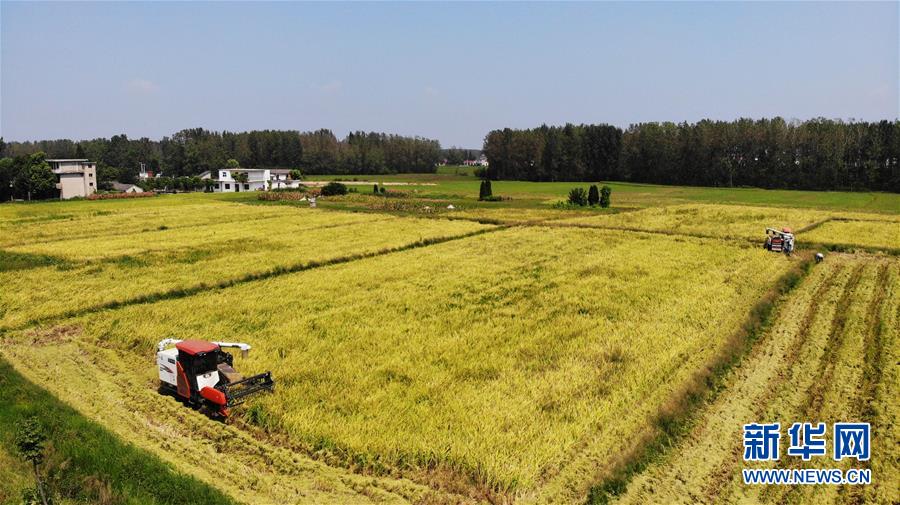 （新華全媒頭條&middot;圖文互動）（11）天道酬勤的大地贊歌&mdash;&mdash;寫在第三個中國農(nóng)民豐收節(jié)之際