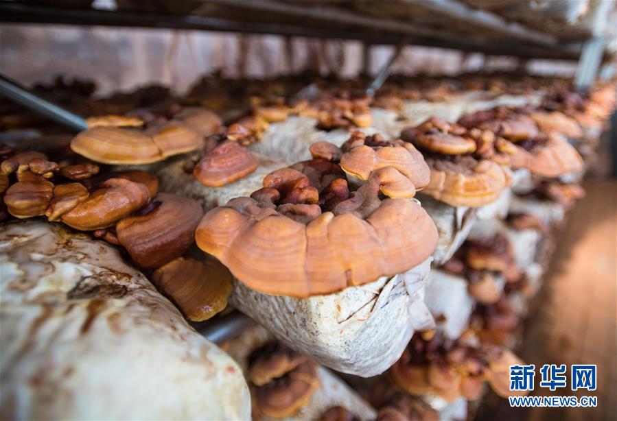 （新華全媒頭條&middot;走向我們的小康生活&middot;圖文互動）（4）特殊之年，荊楚大地書寫不平凡的答卷