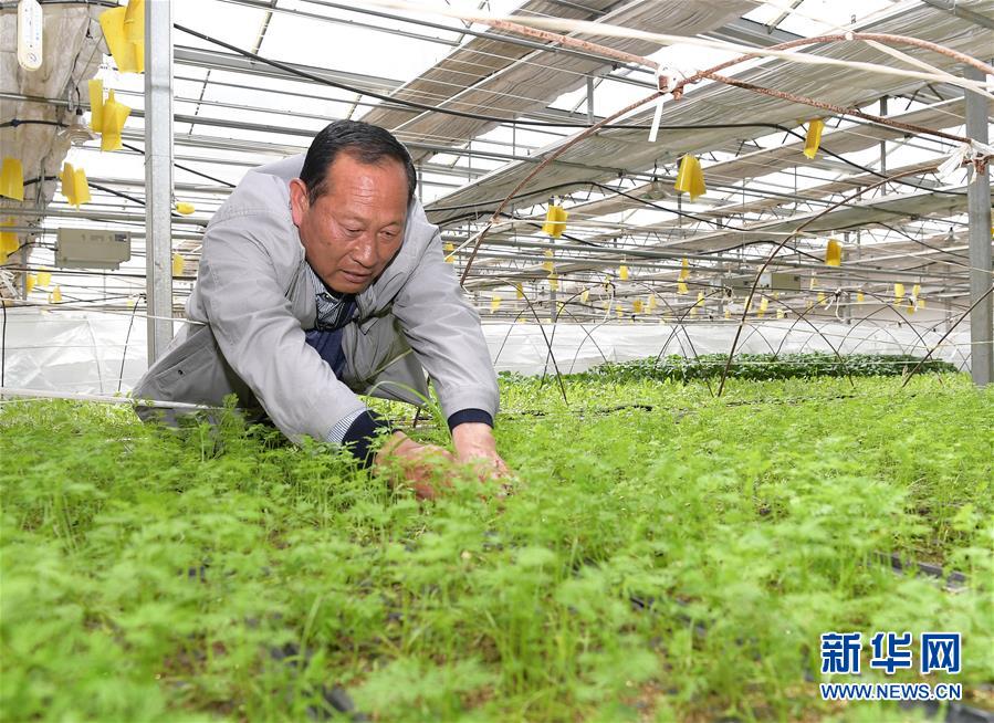 （走向我們的小康生活&middot;決戰(zhàn)決勝脫貧攻堅&middot;圖文互動）（1）高原喜見&ldquo;壽光綠&rdquo;&mdash;&mdash;&ldquo;世界屋脊&rdquo;上的蔬菜發(fā)展奇跡