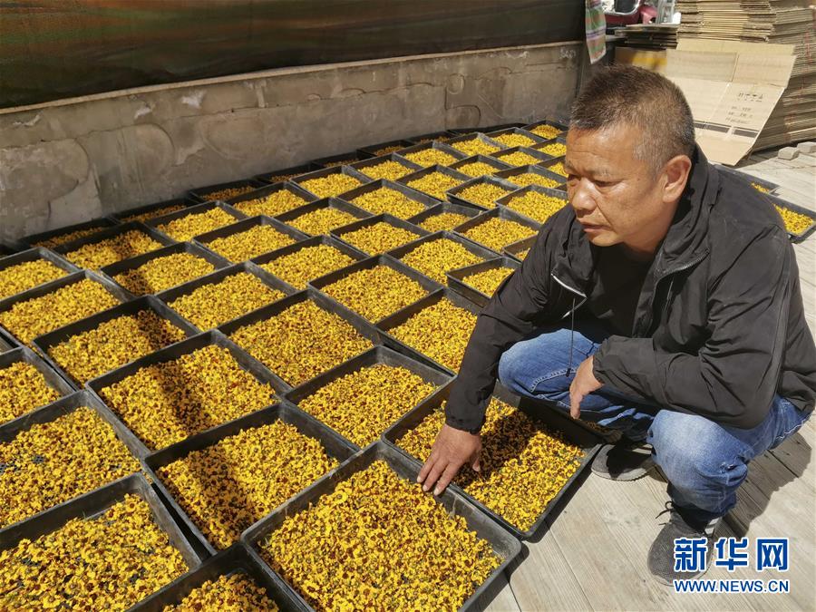 (決戰(zhàn)決勝脫貧攻堅(jiān)·圖文互動(dòng))(2)帕米爾高原盛開(kāi)“富民花”