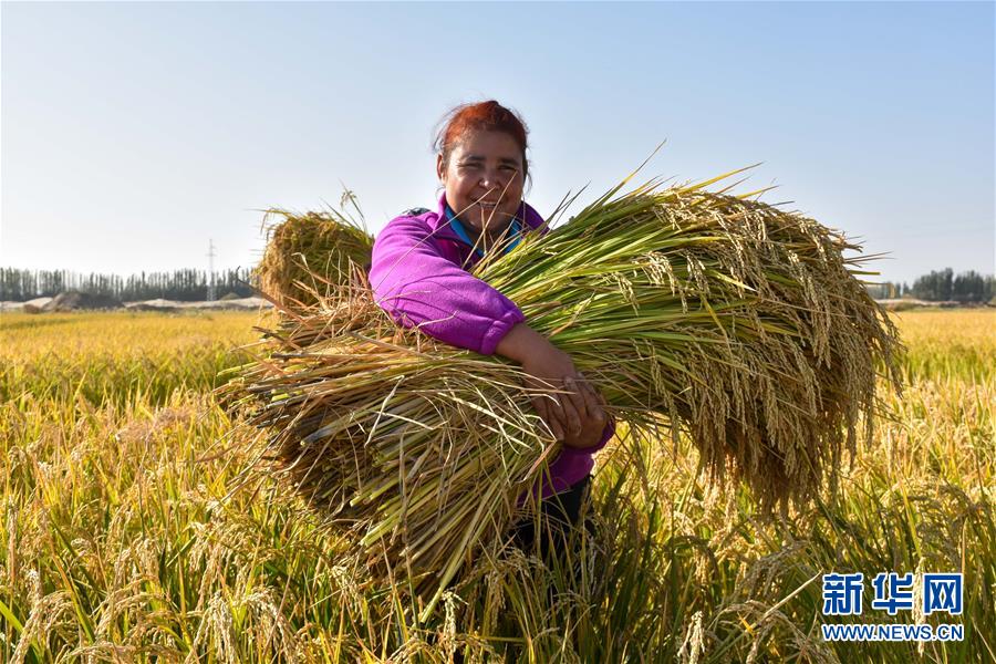 (圖文互動(dòng))(1)我在塔克拉瑪干沙漠種水稻