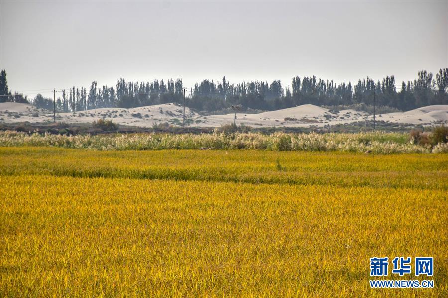 (圖文互動(dòng))(2)我在塔克拉瑪干沙漠種水稻