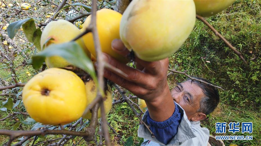 (熱點鮮報·圖文互動)(2)善洲精神永相傳:留下一片綠洲 造福家鄉(xiāng)百姓
