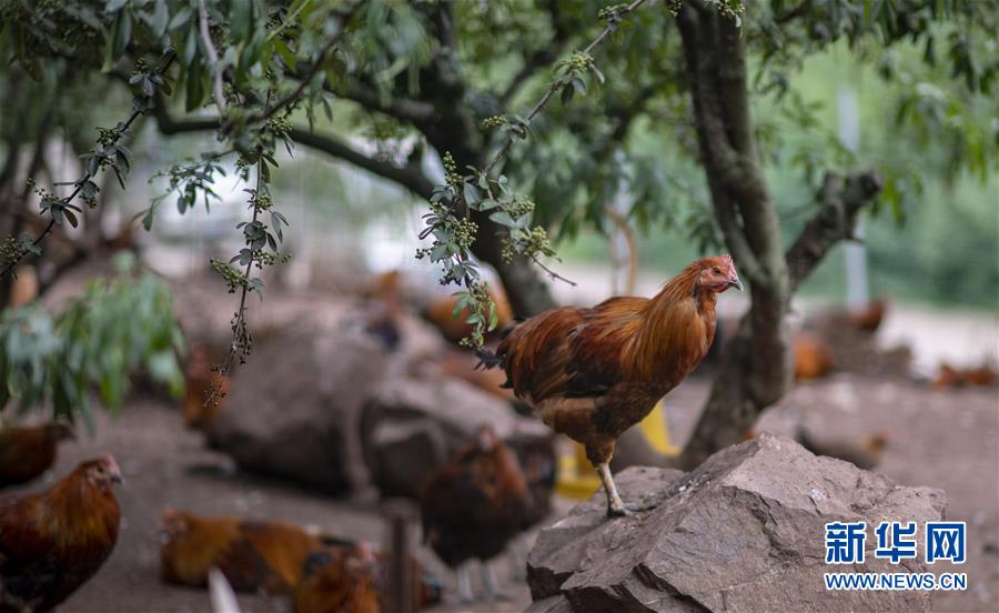 （新華全媒頭條&middot;走向我們的小康生活&middot;決戰(zhàn)決勝脫貧攻堅(jiān)&middot;圖文互動(dòng)）（5）昭通之變&mdash;&mdash;全國(guó)貧困人口最多的地級(jí)市跨越記