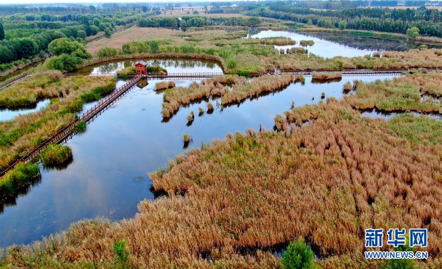 (新華全媒頭條·圖文互動)(13)從“四亂”突出到生態(tài)修復(fù) 黃河漸成中原“綠飄帶”