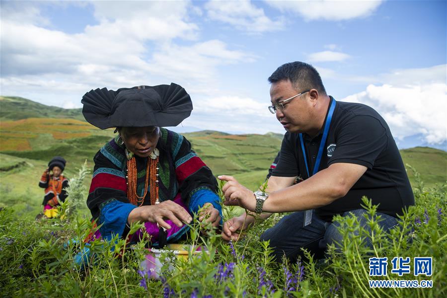 （鄉(xiāng)村振興&middot;圖文互動）（7）涼山深處有&ldquo;黃金&rdquo;