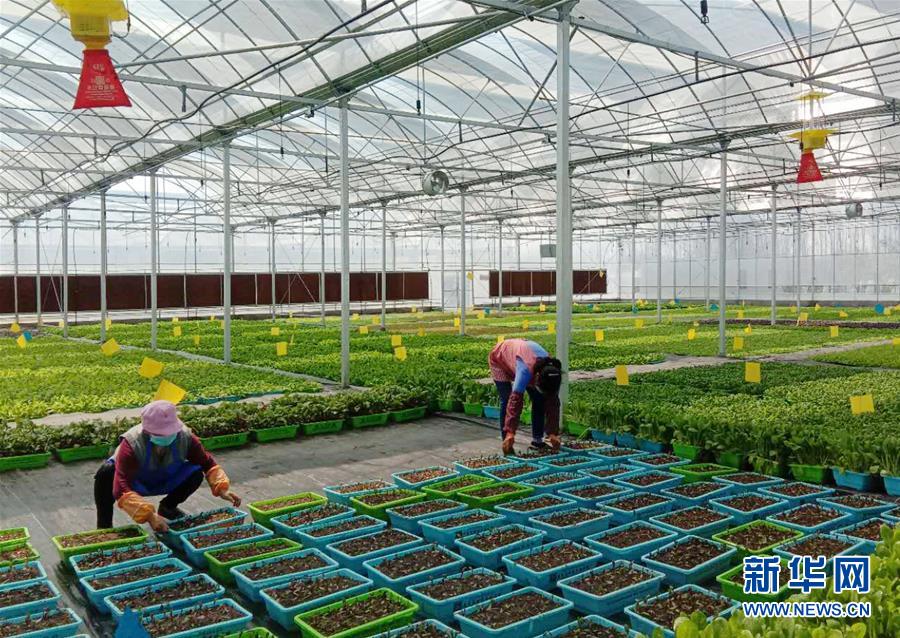 （在習(xí)近平新時(shí)代中國特色社會主義思想指引下&mdash;&mdash;新時(shí)代新作為新篇章&middot;習(xí)近平總書記關(guān)切事&middot;圖文互動）（5）抗疫之下 保供無憂