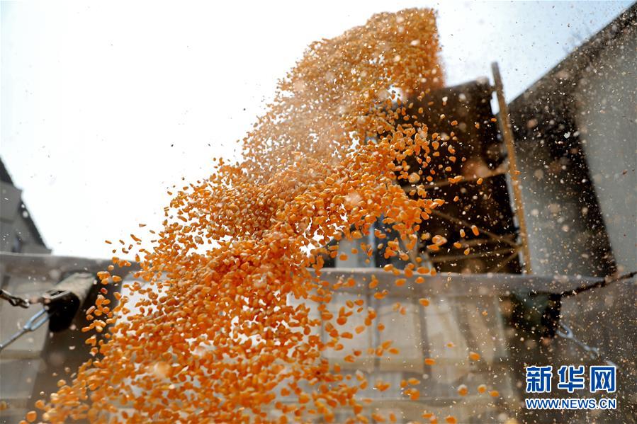 （在習(xí)近平新時(shí)代中國特色社會(huì)主義思想指引下&mdash;&mdash;新時(shí)代新作為新篇章&middot;習(xí)近平總書記關(guān)切事&middot;圖文互動(dòng)）（8）春耕忙 信心足&mdash;&mdash;谷雨時(shí)節(jié)走馬東北直擊糧事