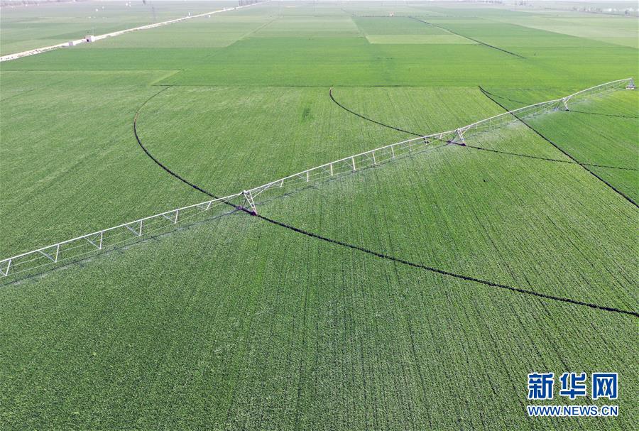 （在習(xí)近平新時(shí)代中國(guó)特色社會(huì)主義思想指引下&mdash;&mdash;新時(shí)代新作為新篇章&middot;習(xí)近平總書(shū)記關(guān)切事&middot;圖文互動(dòng)）（4）新農(nóng)事、新希望&mdash;&mdash;夏收前田間新動(dòng)態(tài)掃描