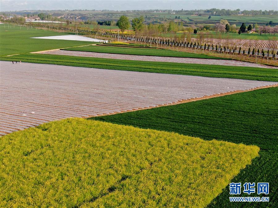 （在習(xí)近平新時(shí)代中國(guó)特色社會(huì)主義思想指引下&mdash;&mdash;新時(shí)代新作為新篇章&middot;習(xí)近平總書記關(guān)切事&middot;圖文互動(dòng)）（7）食為政首&mdash;&mdash;穩(wěn)住農(nóng)業(yè)基本盤增添發(fā)展底氣