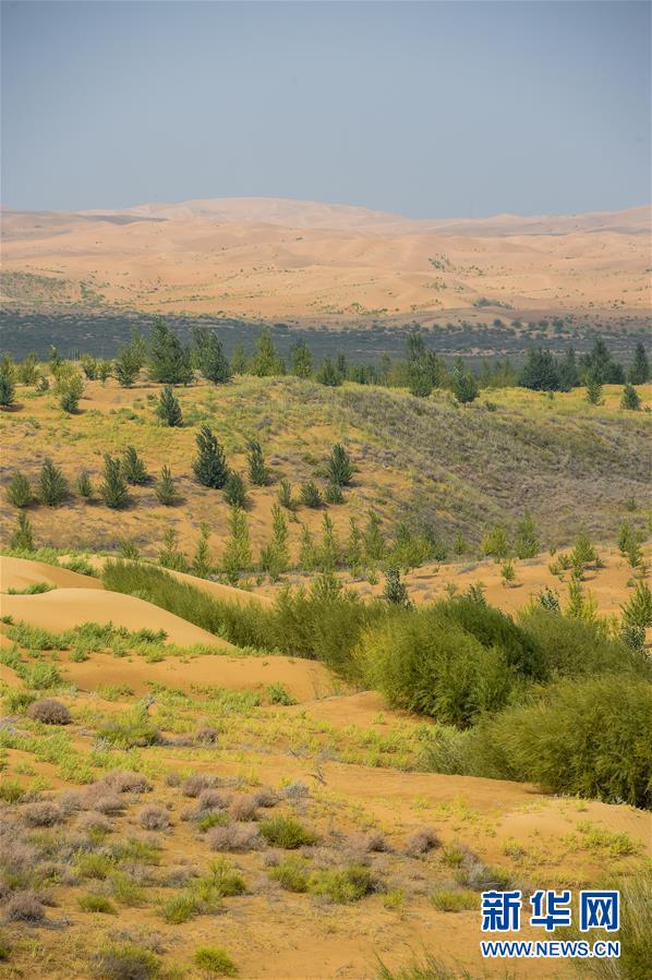 （在習(xí)近平新時(shí)代中國(guó)特色社會(huì)主義思想指引下&mdash;&mdash;新時(shí)代新作為新篇章&middot;習(xí)近平總書記關(guān)切事&middot;圖文互動(dòng)）（6）綠意，在黃沙中鋪展&mdash;&mdash;我國(guó)防沙治沙紀(jì)實(shí)