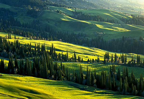 【長篇通訊】塞罕壩，京城綠色屏障的前世今生