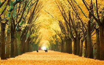 江蘇邳州50萬(wàn)畝銀杏&ldquo;滿城盡帶黃金甲&rdquo;如夢(mèng)如幻