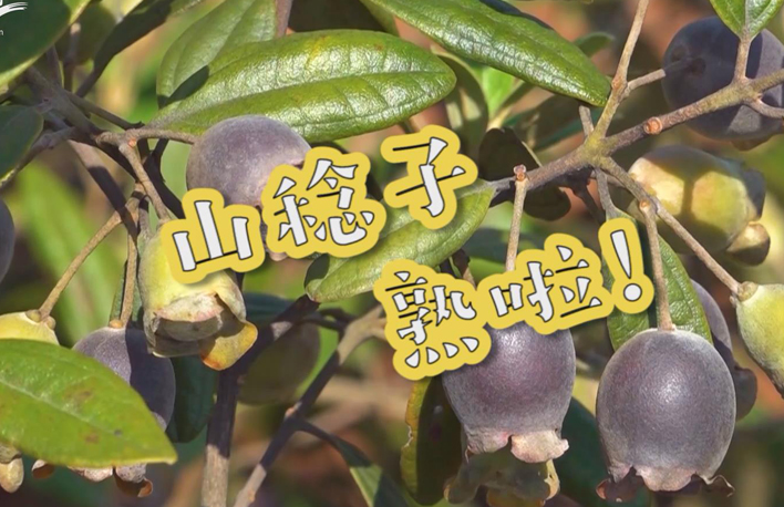 走向我們的小康生活丨山稔子熟啦！