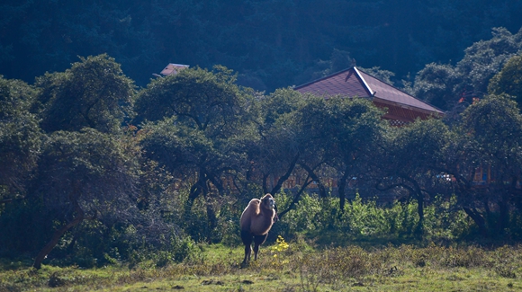 青?？柎澹?ldquo;光棍村&rdquo;的華麗轉(zhuǎn)身