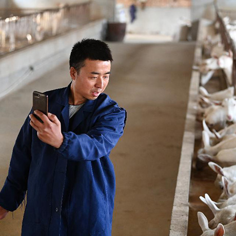 大學生&ldquo;羊倌&rdquo;成了致富&ldquo;領頭羊&rdquo;