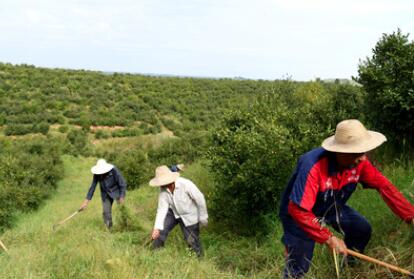 &ldquo;一畝油茶百斤油，又娶媳婦又蓋樓&rdquo;&mdash;&mdash;河南光山走上生態(tài)富民路