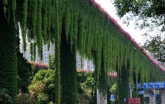 福州立交橋穿&ldquo;綠衣&rdquo;減灰又降溫