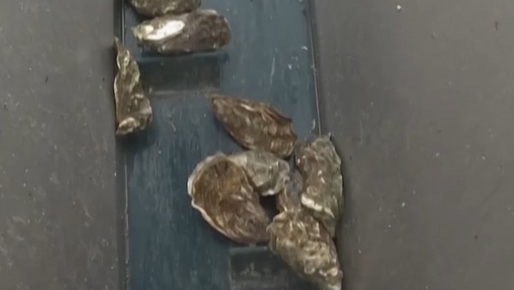 1.4億年前牡蠣化石揭示遠(yuǎn)古氣候圖景