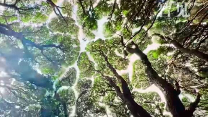 樹(shù)木為何會(huì)相互“禮讓”？