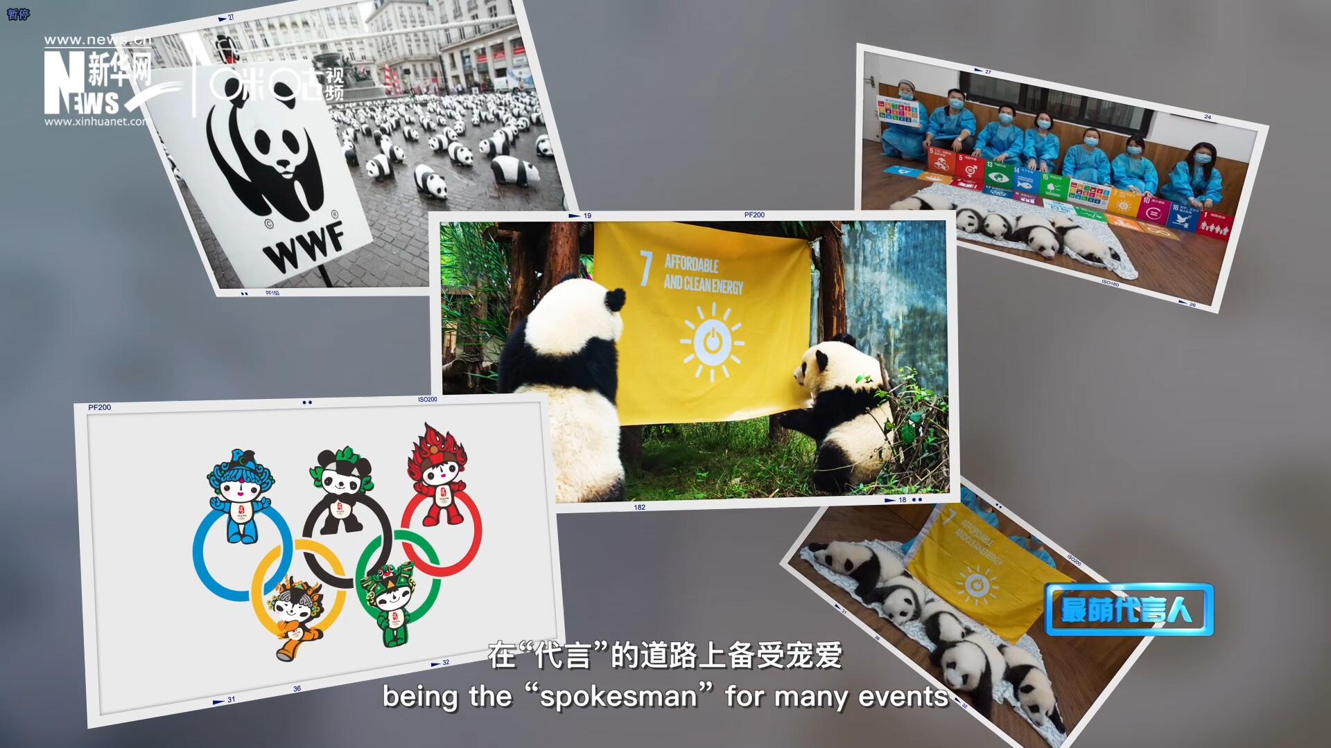 大熊貓在世界各地圈粉無數(shù)，在&ldquo;代言&rdquo;的道路上備受寵愛。
